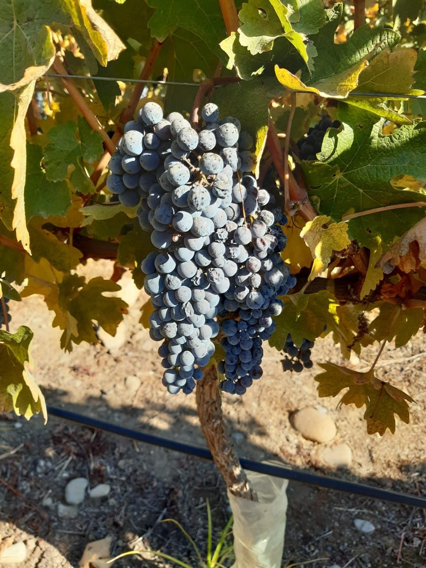 Cerveza con uva en Chile: el estilo que cruza la cervecería con la vitivinicultura
